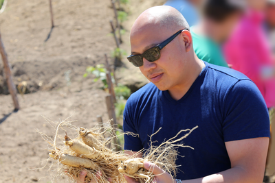 What's Ginseng? We Answer All Your Questions!